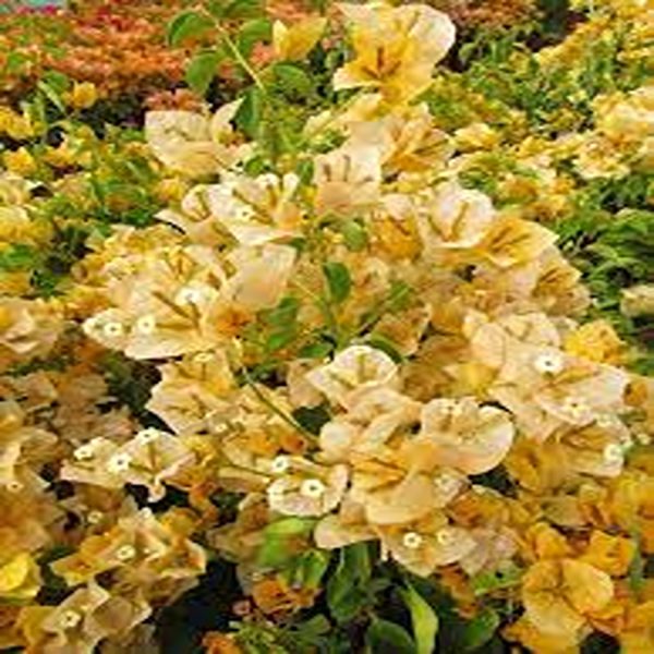 BOUGAINVILLEA GL. IS.GR. - Image 2