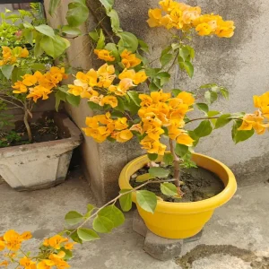 BOUGAINVILLEA GL. IS.GR.