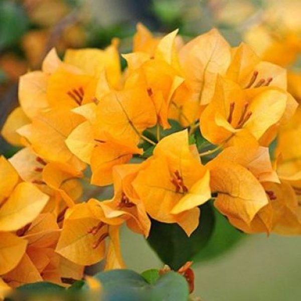 BOUGAINVILLEA GL. IS.GR. - Image 3