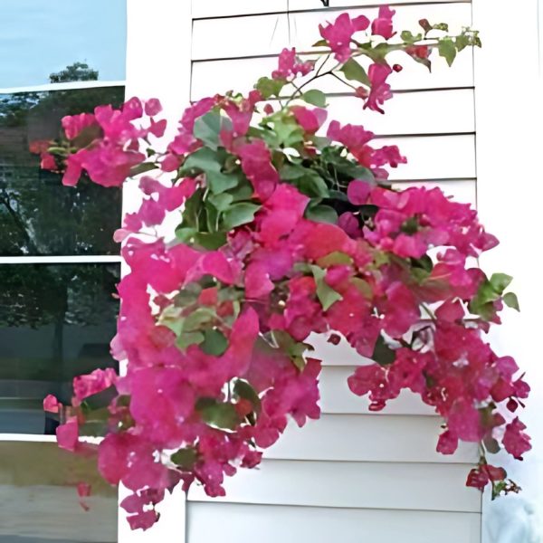 BOUGAINVILLEA PER. TH. - Image 4