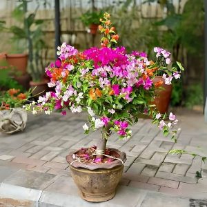 BOUGAINVILLEA PER. TH.