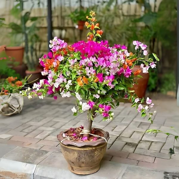BOUGAINVILLEA PER. TH.