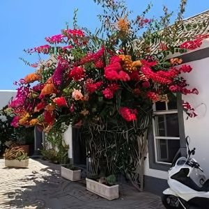 BOUGAINVILLEA PER. TH.