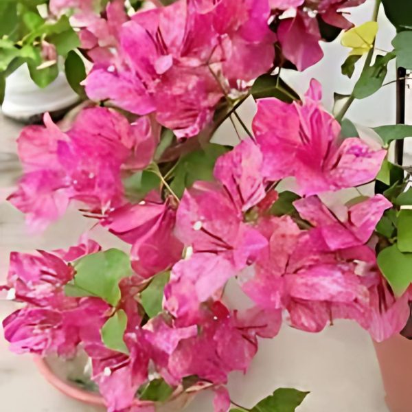 BOUGAINVILLEA PER. TH. - Image 3
