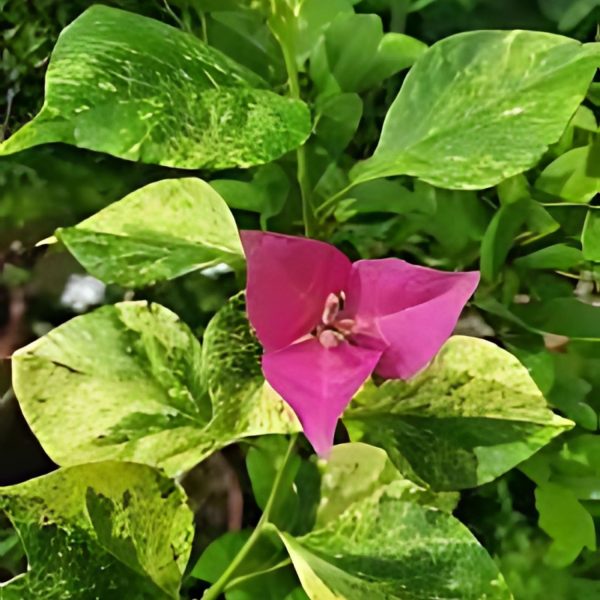 BOUGAINVILLEA SP.LN BIR. - Image 5