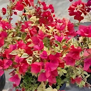 BOUGAINVILLEA SP.LN BIR.