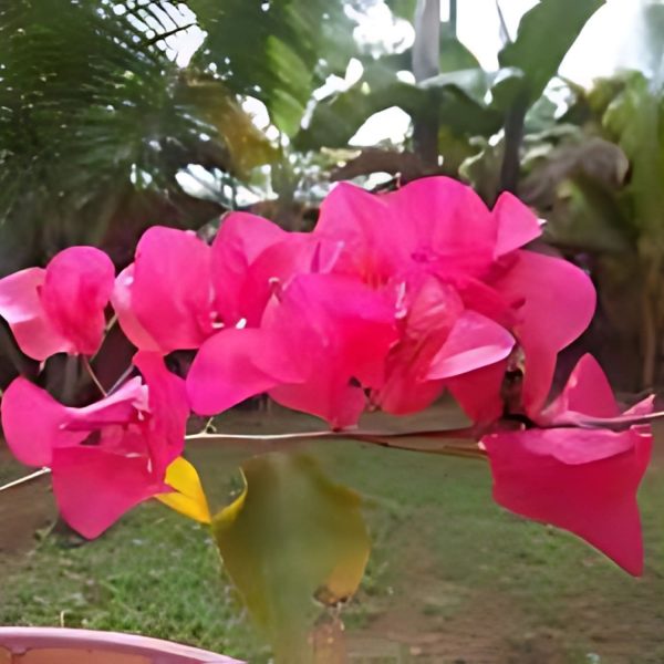 BOUGAINVILLEA SP.LN BIR. - Image 3
