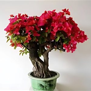 BOUGAINVILLEA SP. REF.