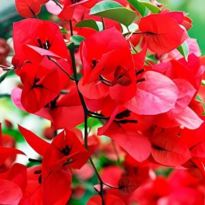 BOUGAINVILLEA SP. REF.