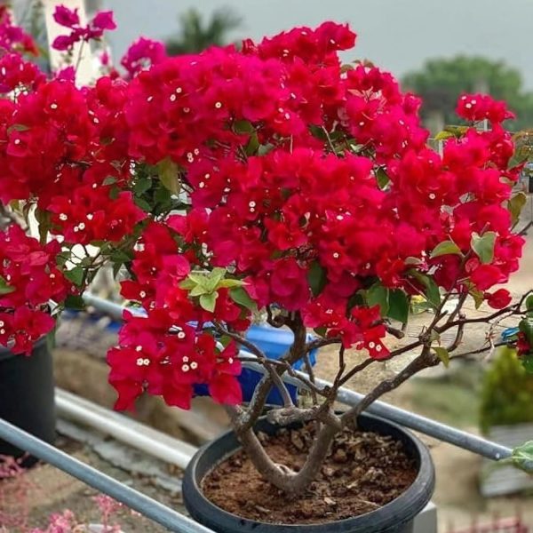 BOUGAINVILLEA SP. REF. - Image 3