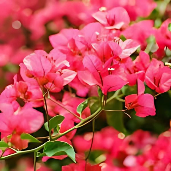 BOUGAINVILLEA SP. REF. - Image 4