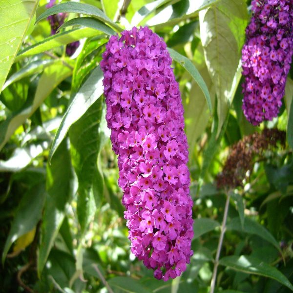 BUDDLEIA DAVIDII - Image 5
