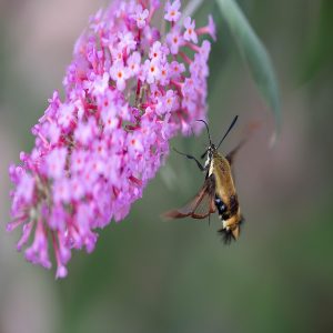 BUDDLEIA DAVIDII