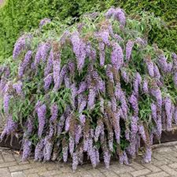BUDDLEIA DAVIDII - Image 3