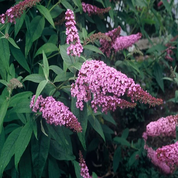 BUDDLEIA DAVIDII - Image 4