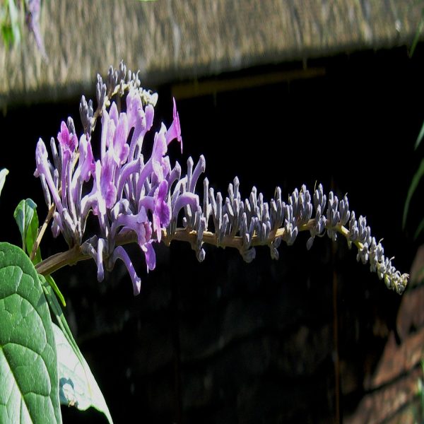BUDDLEIA LINDLEYANA - Image 4