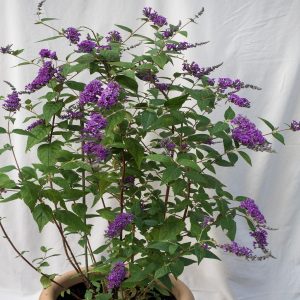 BUDDLEIA LINDLEYANA