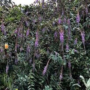 BUDDLEIA LINDLEYANA