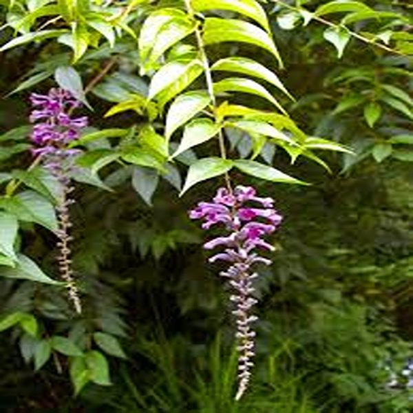 BUDDLEIA LINDLEYANA - Image 3
