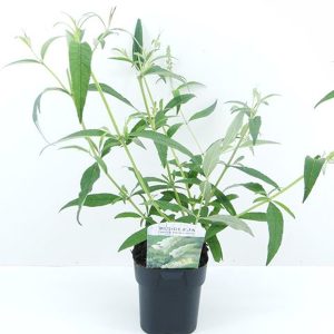 BUDDLEIA ASIATICA