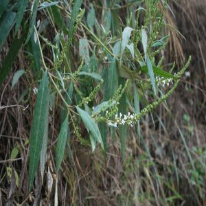 BUDDLEIA ASIATICA