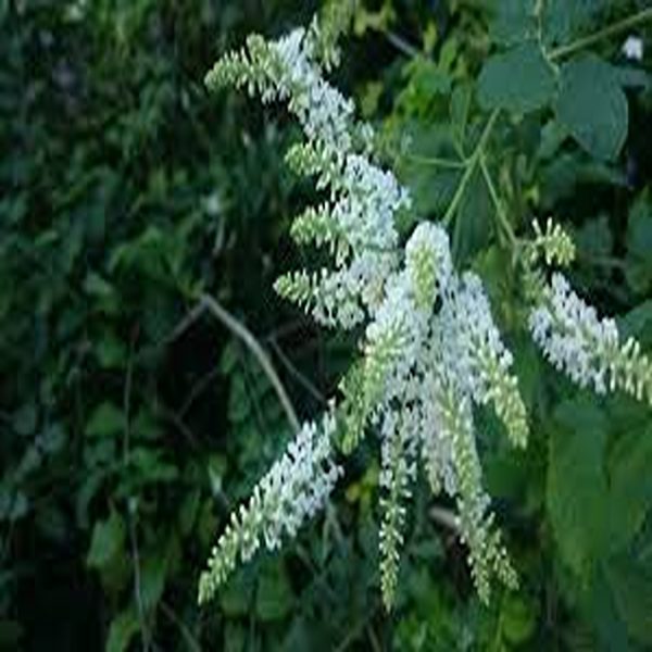 BUDDLEIA ASIATICA - Image 3