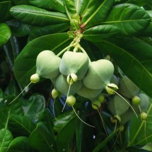 BARRINGTONIA ASIATICA