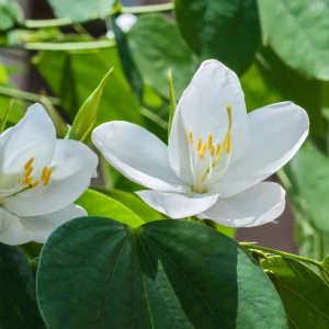 BAUHINIA ACUMINATA