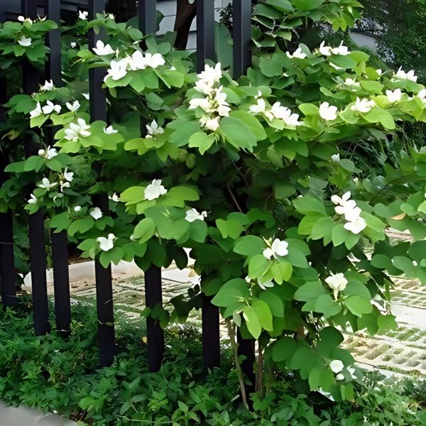 BAUHINIA ACUMINATA - Image 3