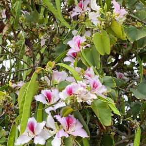 BAUHINIA PURPUREA