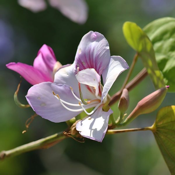 BAUHINIA PURPUREA - Image 3