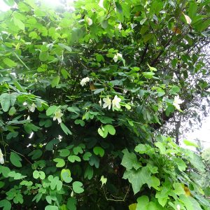 BAUHINIA TOMENTOSA