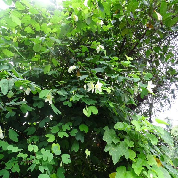 BAUHINIA TOMENTOSA