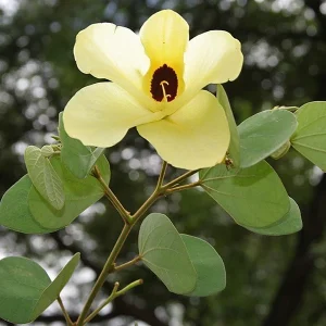 BAUHINIA TOMENTOSA