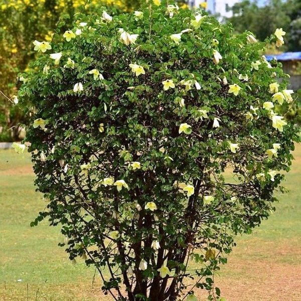 BAUHINIA TOMENTOSA - Image 3