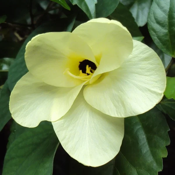 BAUHINIA TOMENTOSA - Image 4