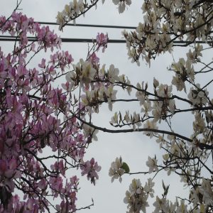 BAUHINIA VARIGATA