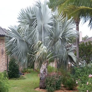 BISMARKIA NOBILIS