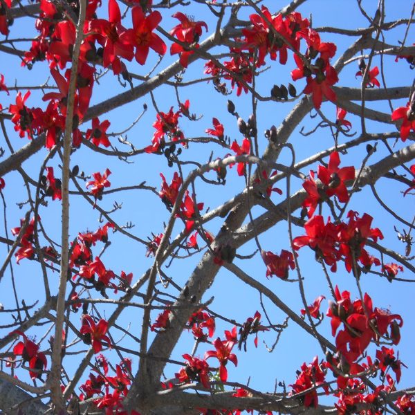 BOMBAX CEIBA - Image 3