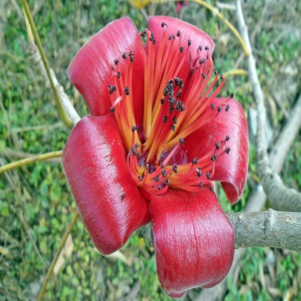 BOMBAX CEIBA - Image 4