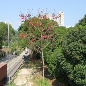 BOMBAX CEIBA
