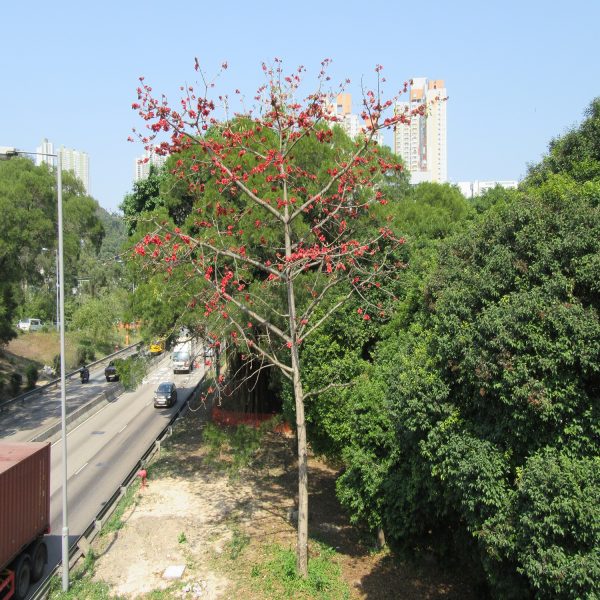BOMBAX CEIBA