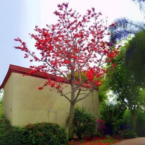BOMBAX MALBARICUM