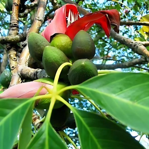BOMBAX MALBARICUM - Image 3