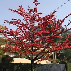 BOMBAX MALBARICUM