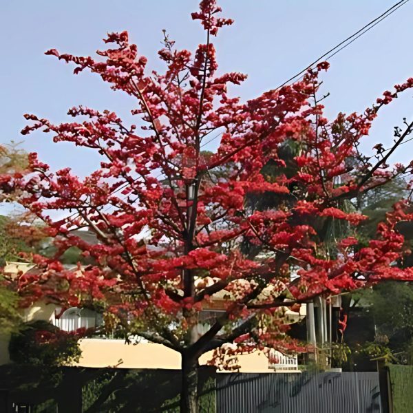BOMBAX MALBARICUM