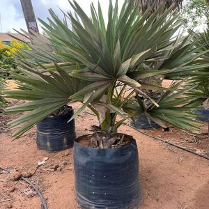 BORASSUS FLABELLIFER
