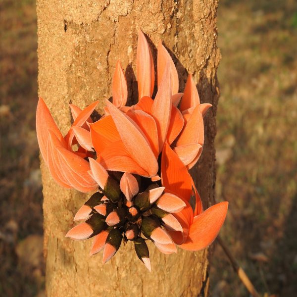 BUTEA MONOSPERMA - Image 5