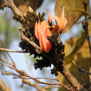 BUTEA MONOSPERMA