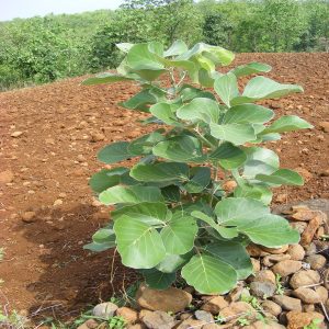 BUTEA MONOSPERMA